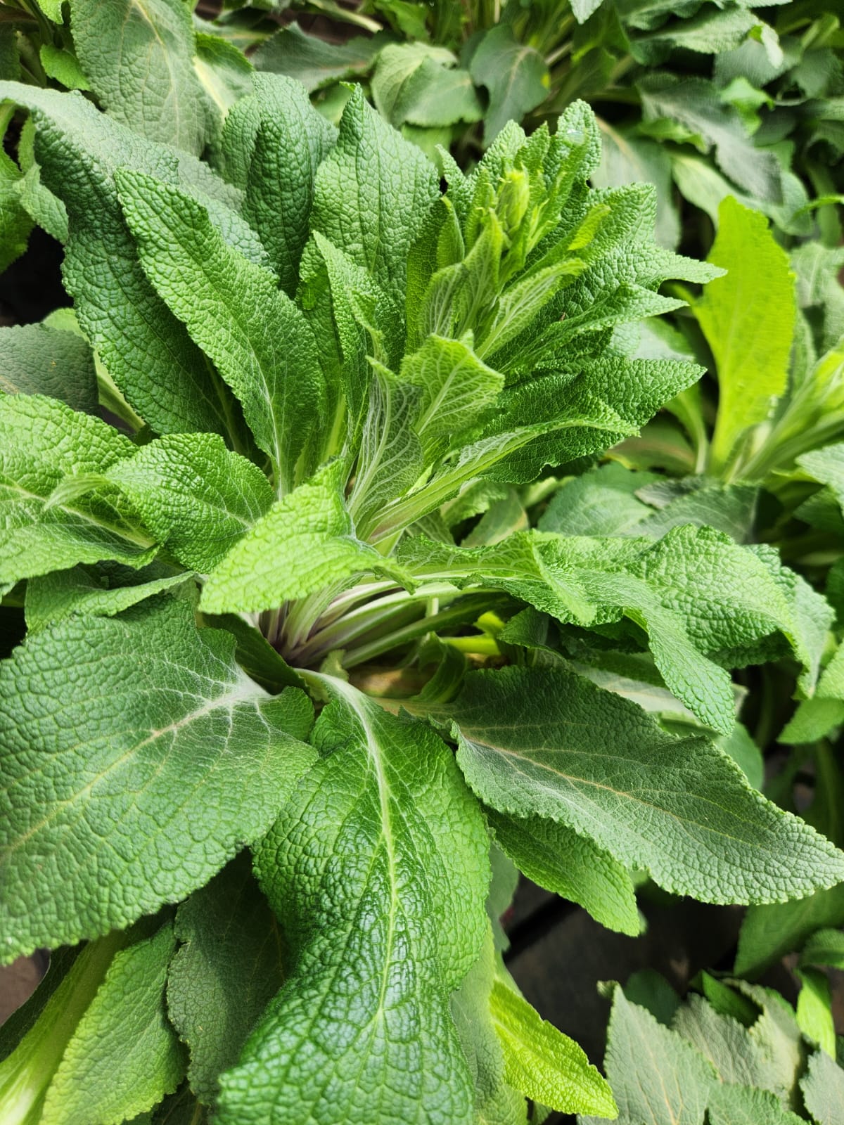 Jo Malone Sea Salt and Sage