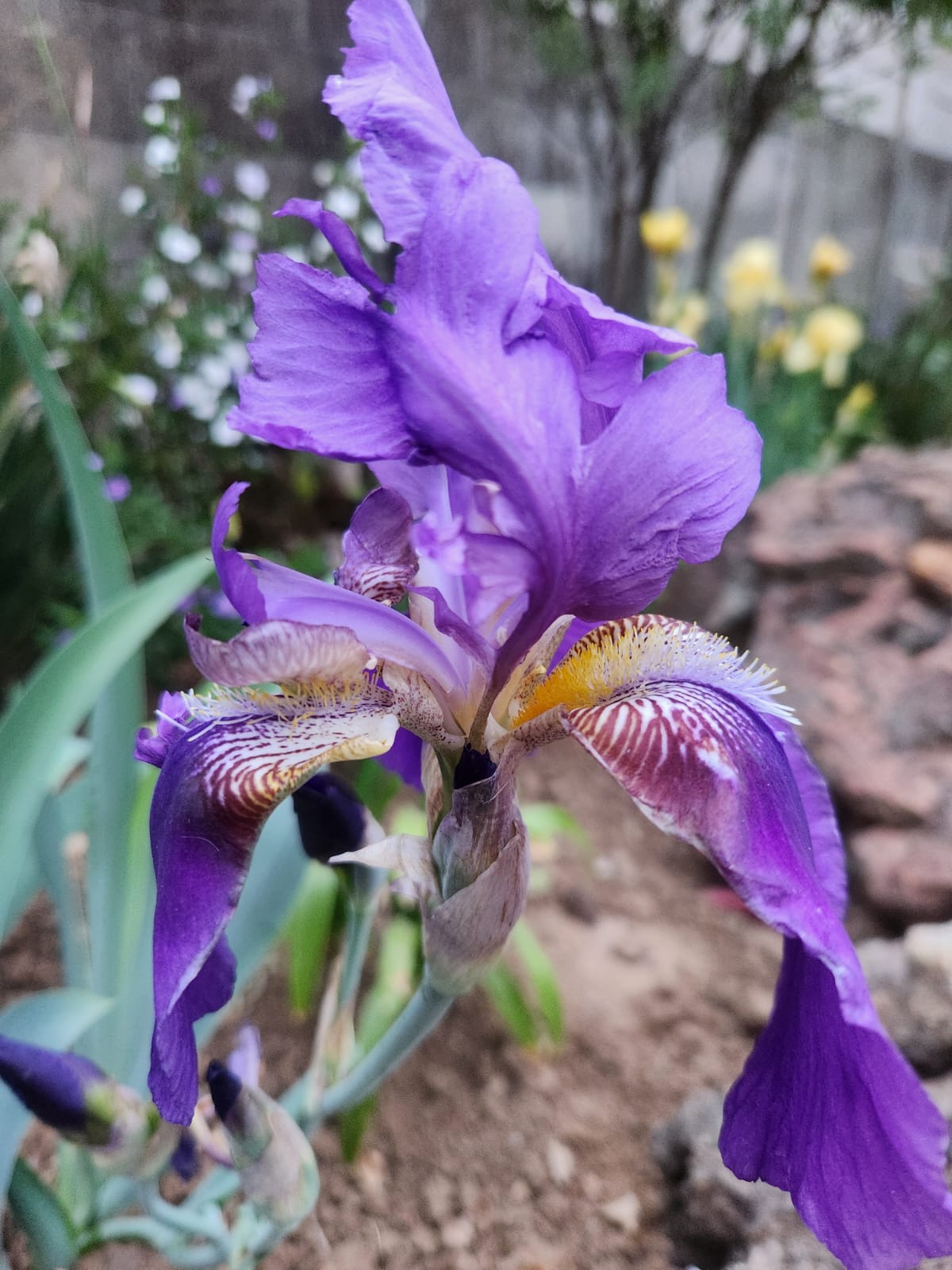 Elizabeth Arden 5th Avenue