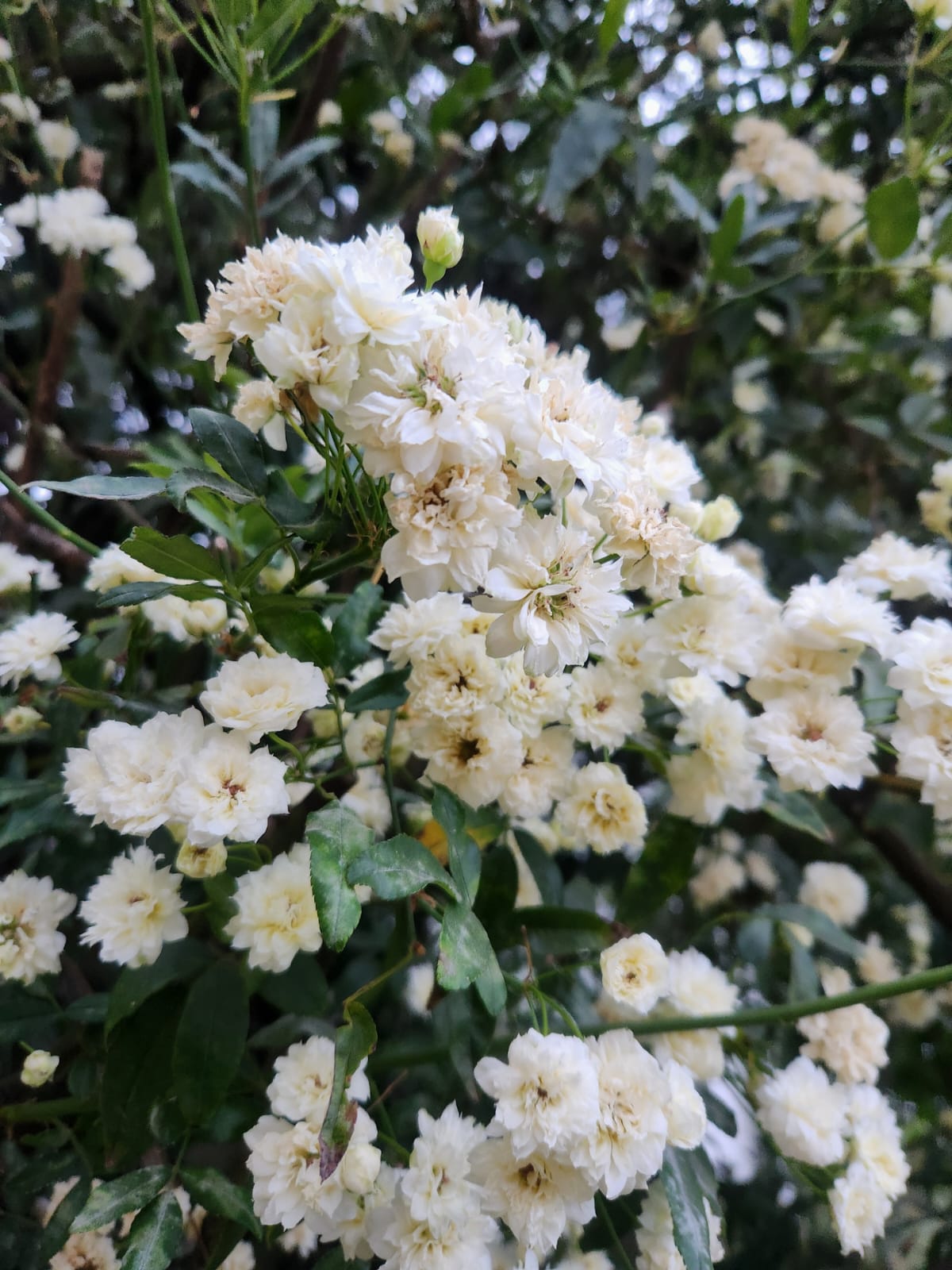 Ellie Saab Girl Of Now