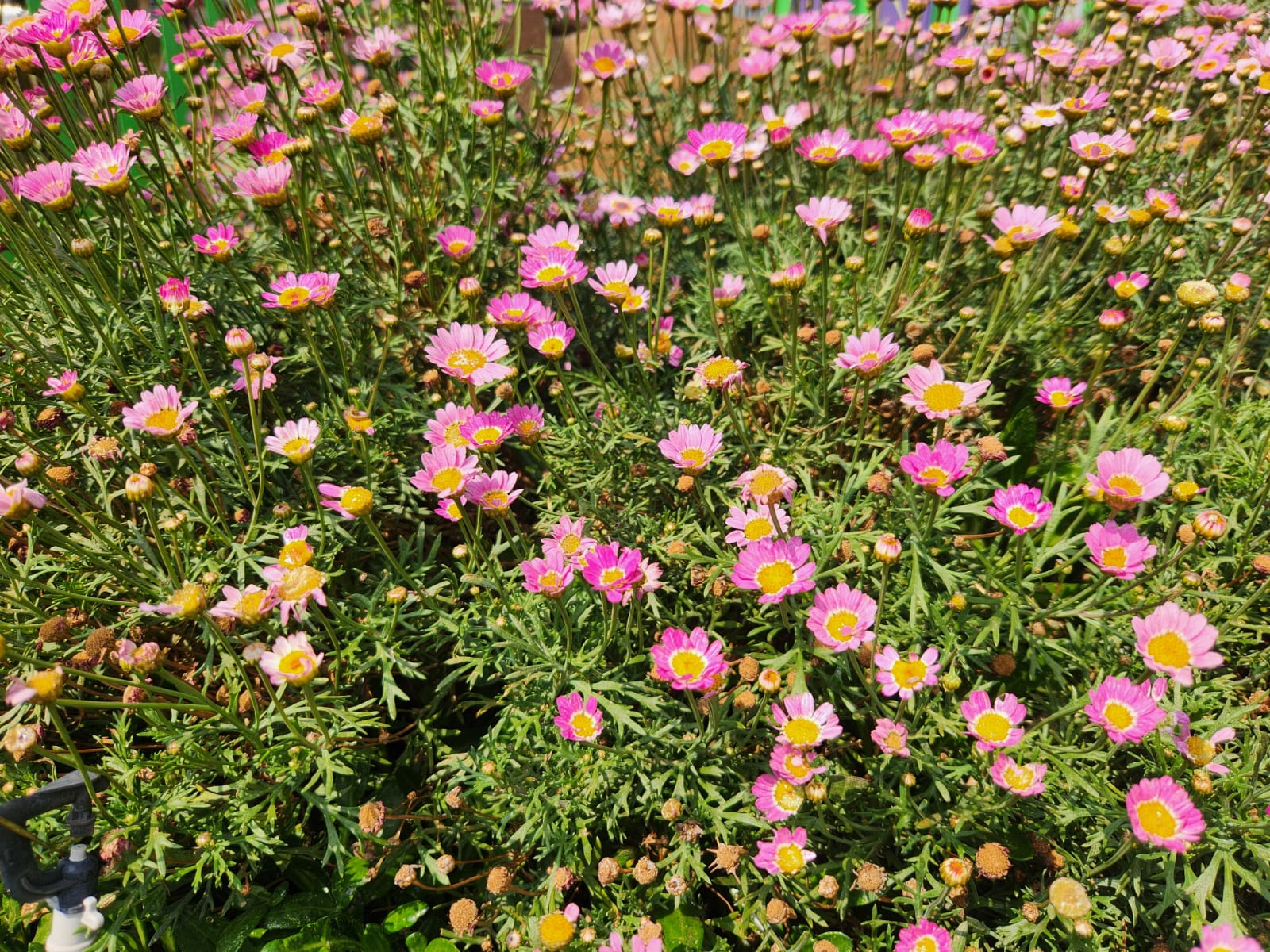 Lancome LA Vie Est Belle