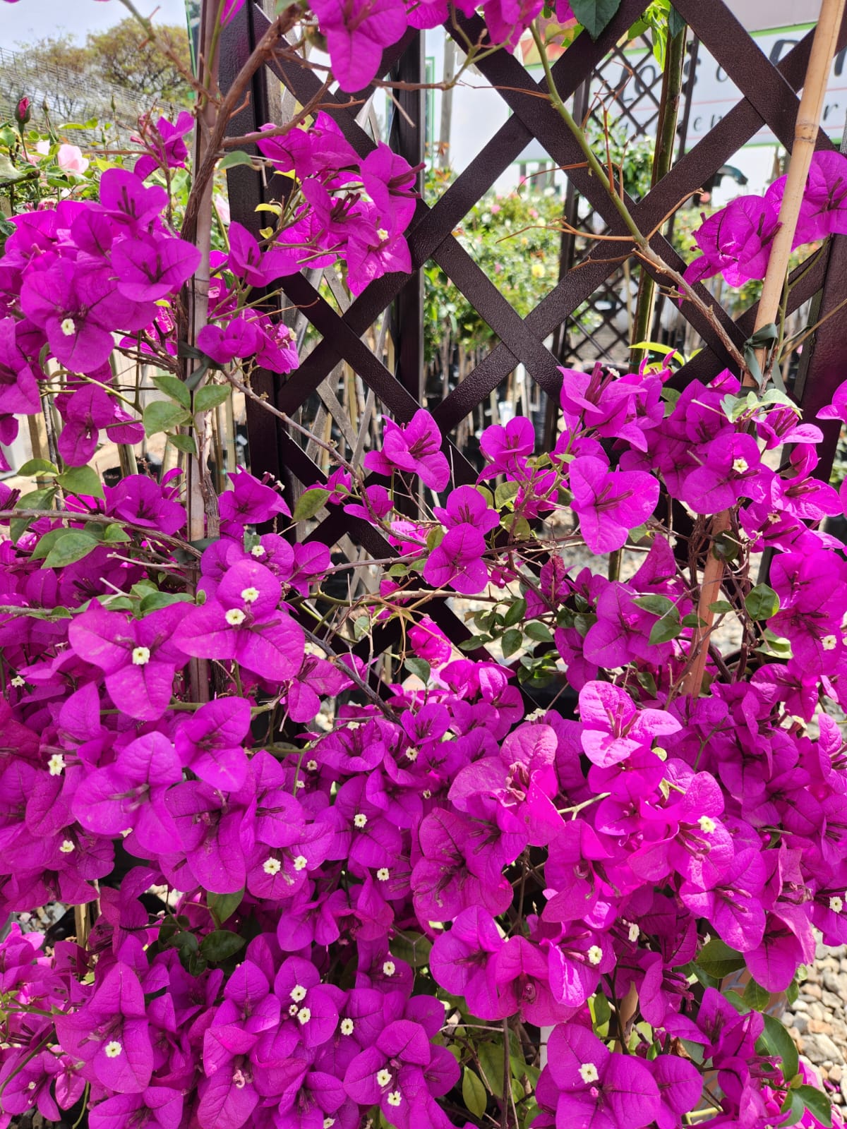 Elizabeth Arden Red Door