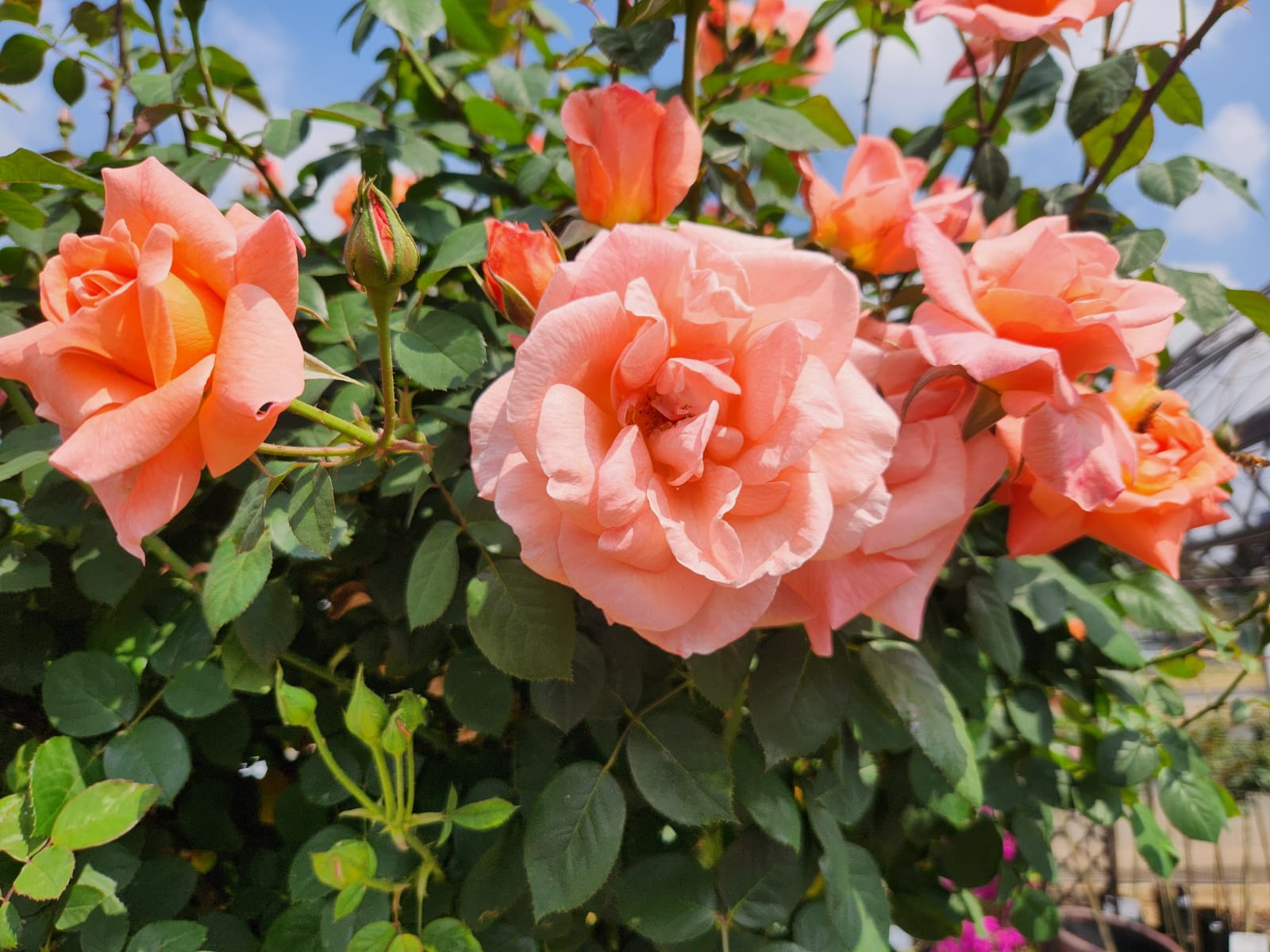 Mont Blanc Signature type