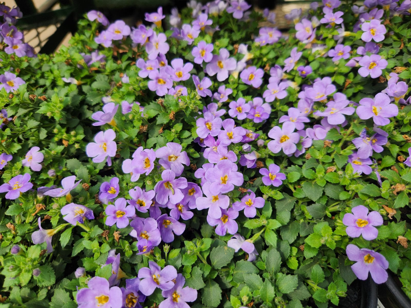 Estee Lauder White Linen