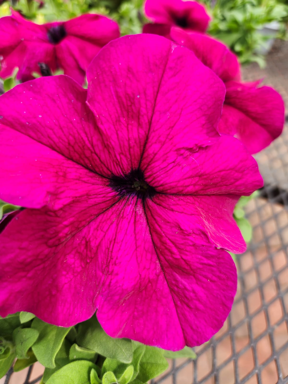 Estee Lauder Pleasures