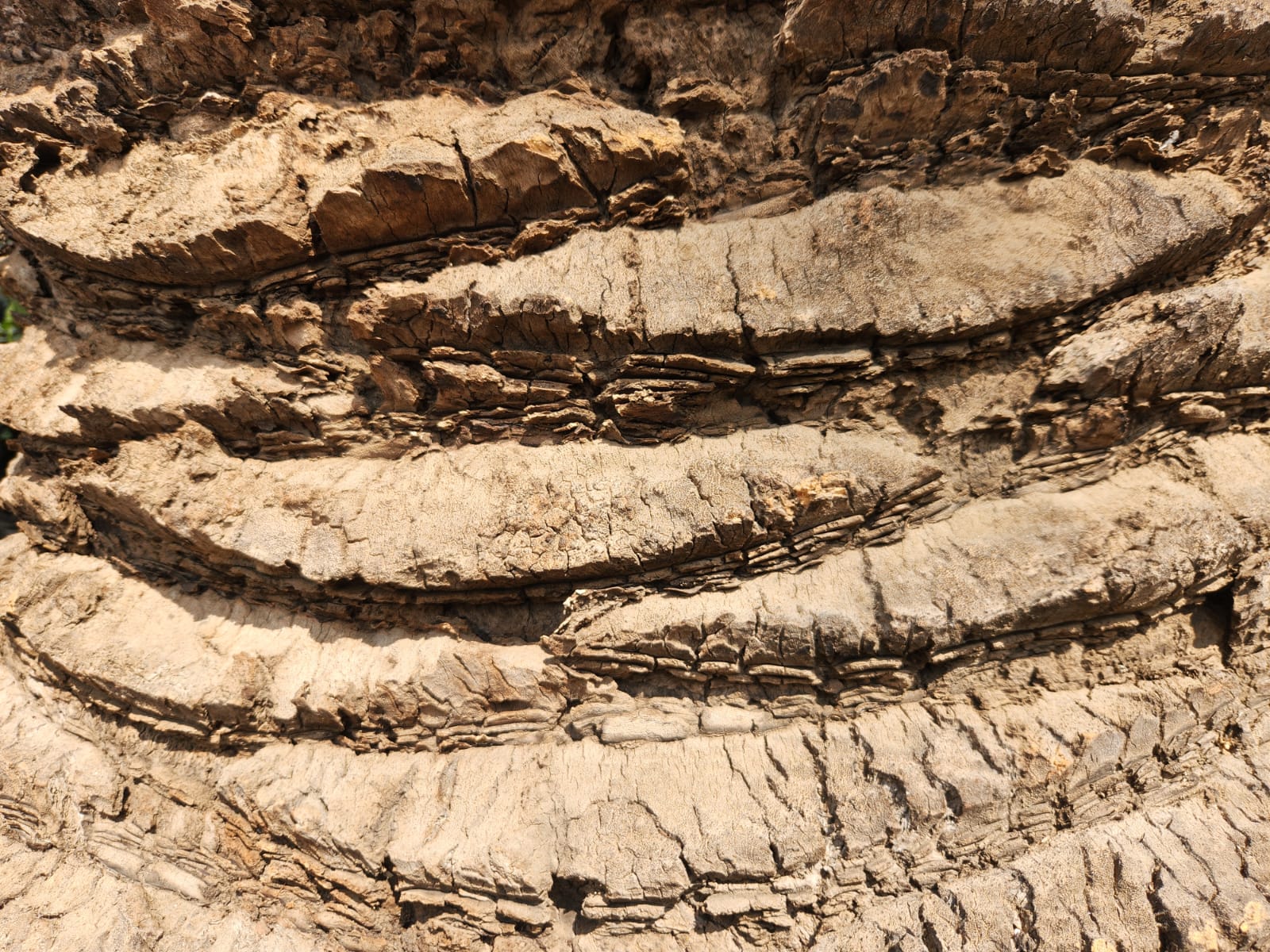 Dolce & Gabbana Light Blue Femme