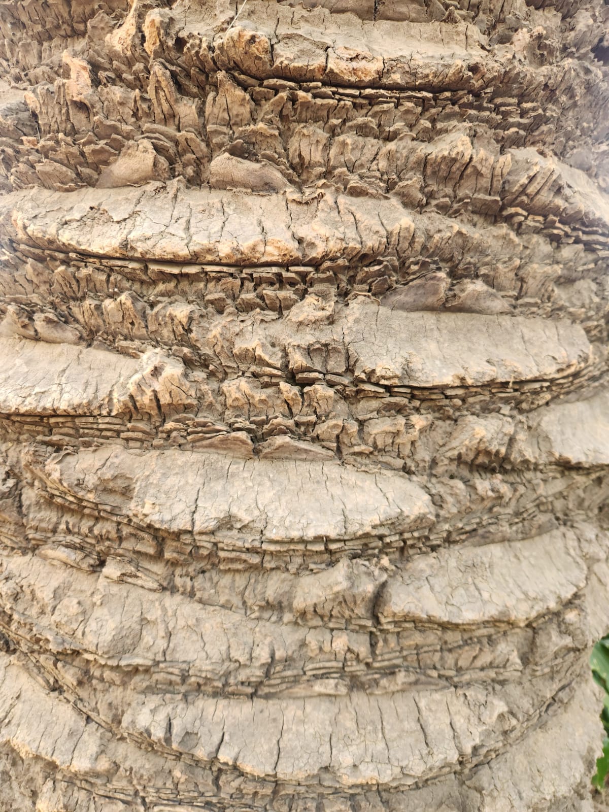 Dkny be Delicious Green