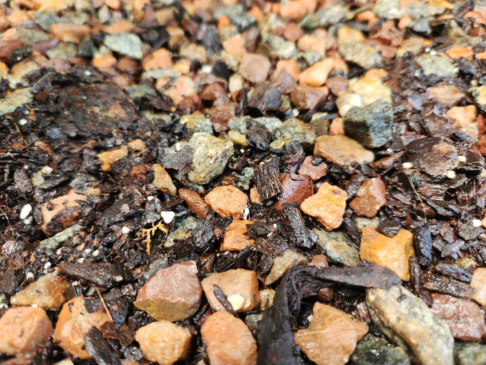 Tommi Hilfiger Tommy Girl