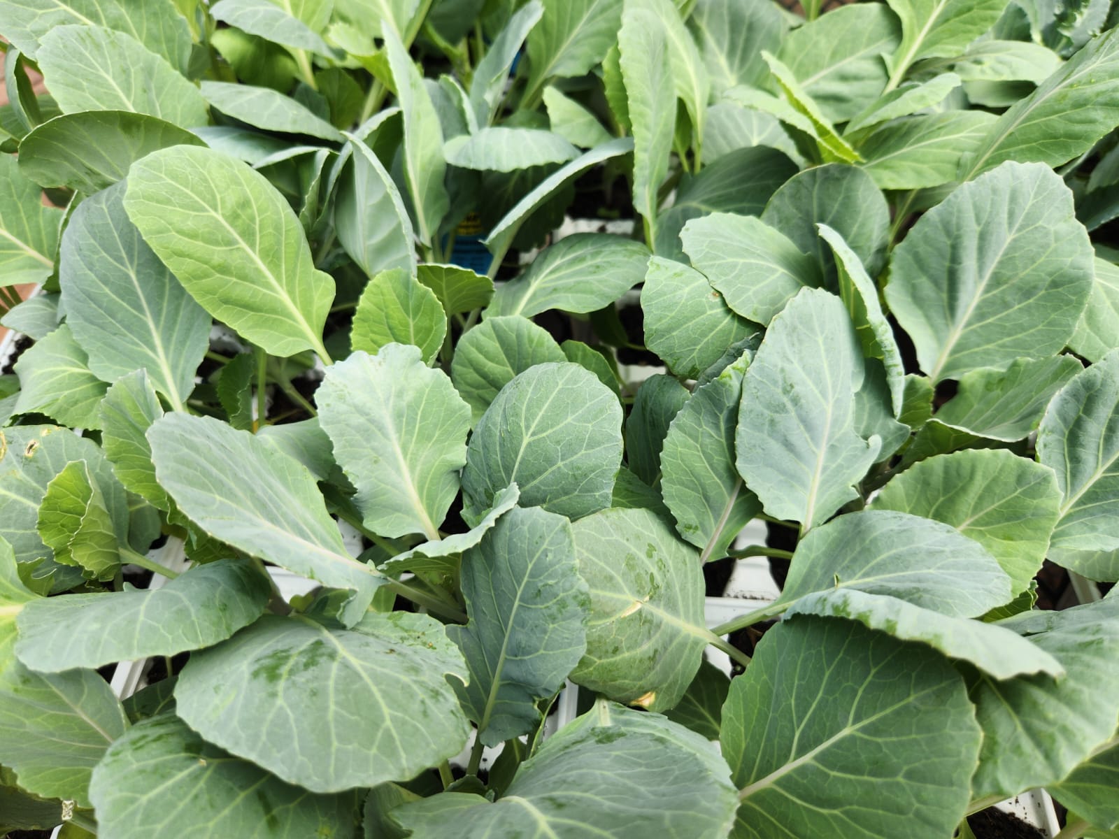 Bvlgari Man In Black