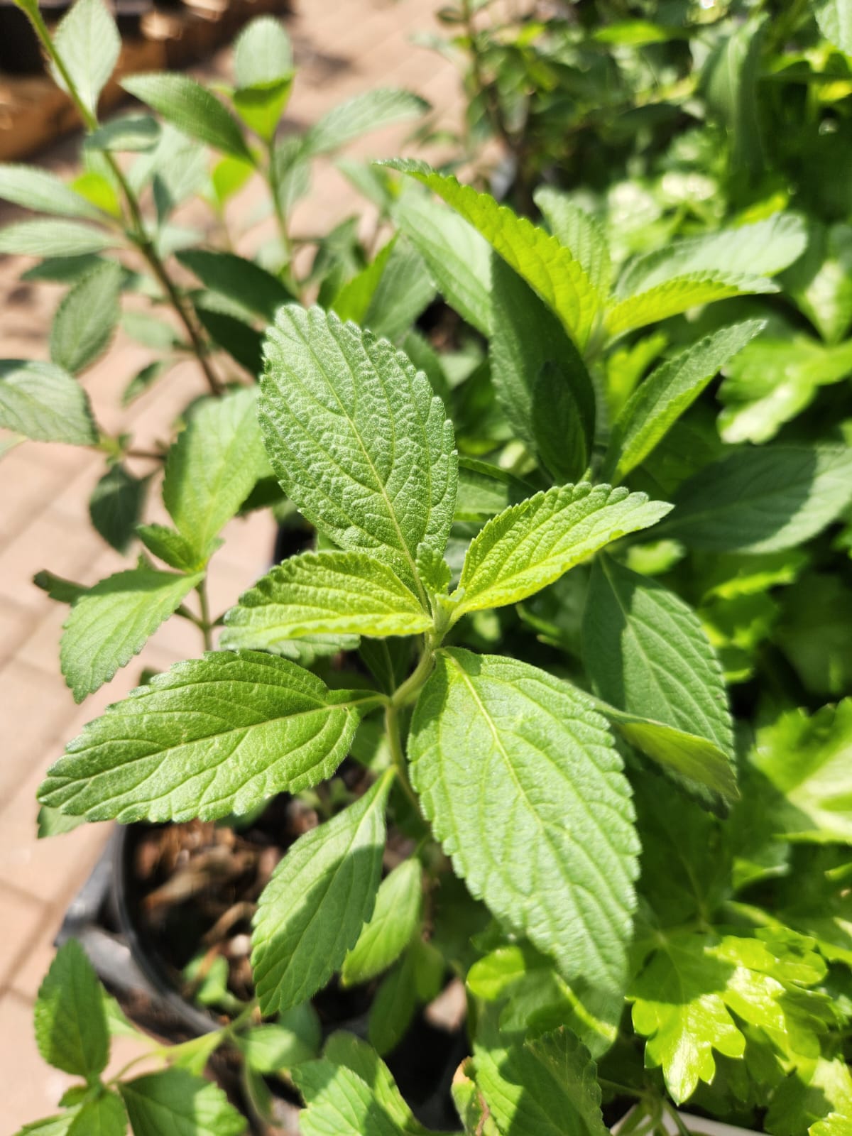 Jean Paul Gaultier Scandal Women