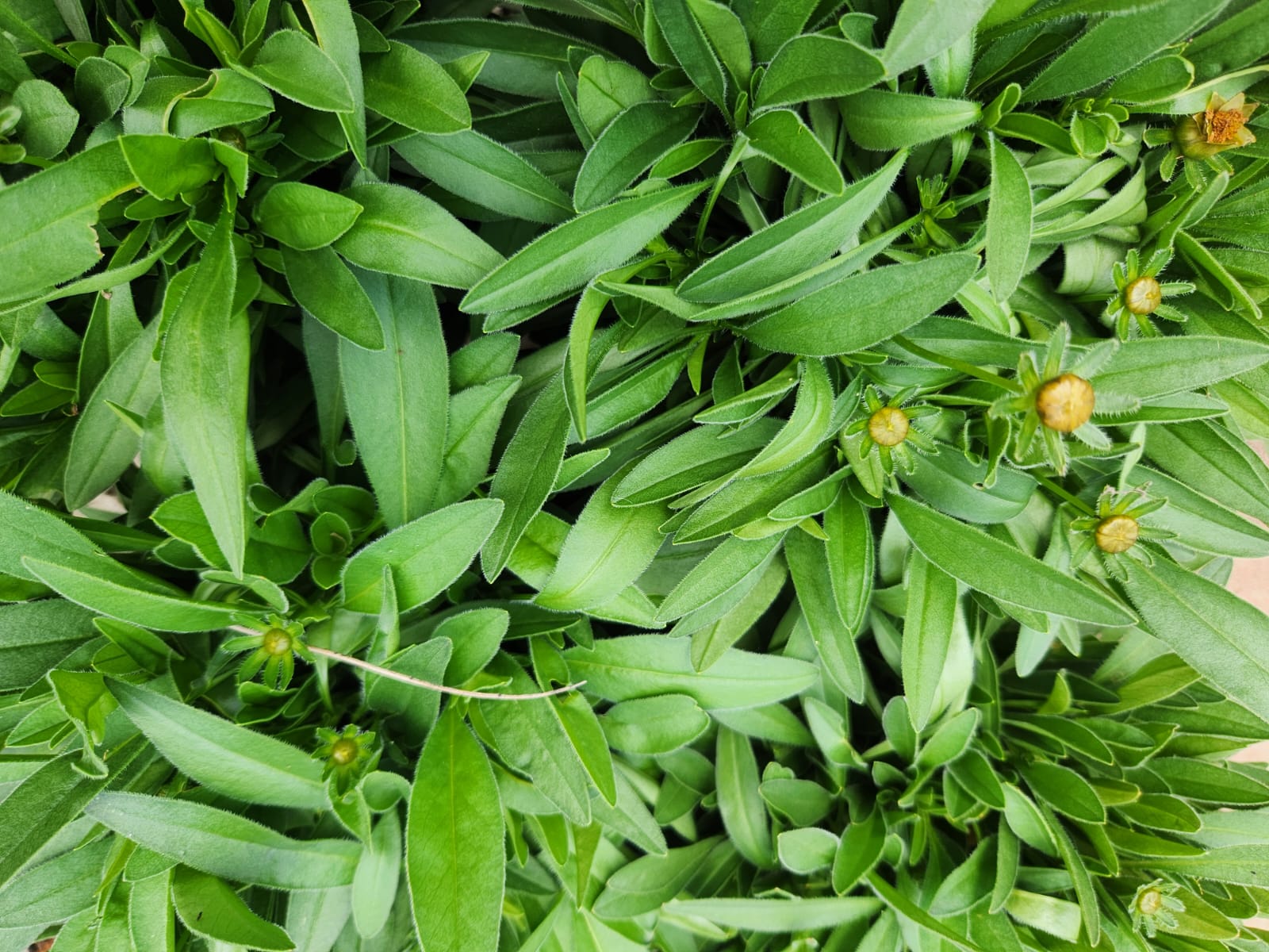 Christian Dior Hypnotic Poison