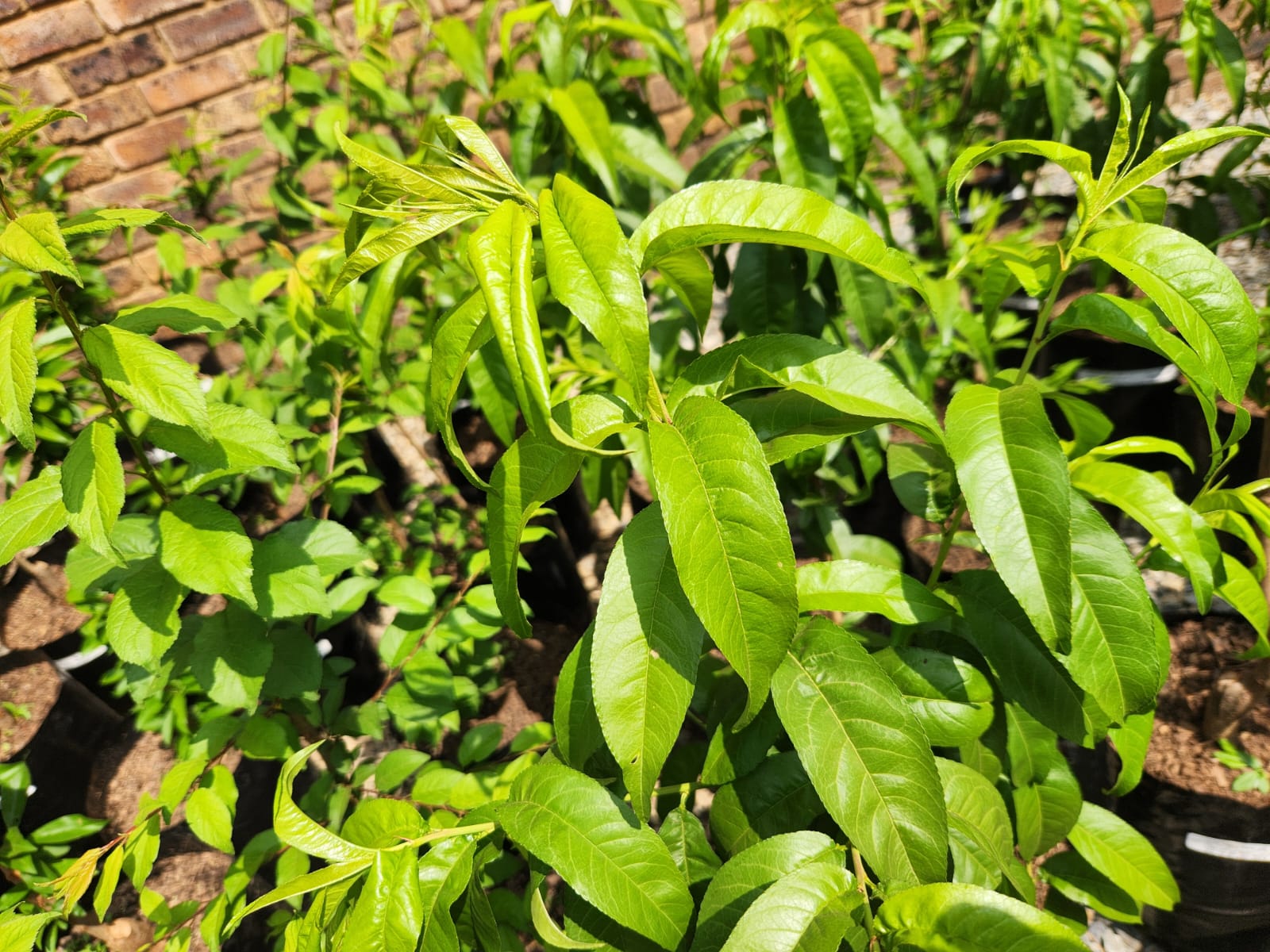 Carolina Herrera Good Girl