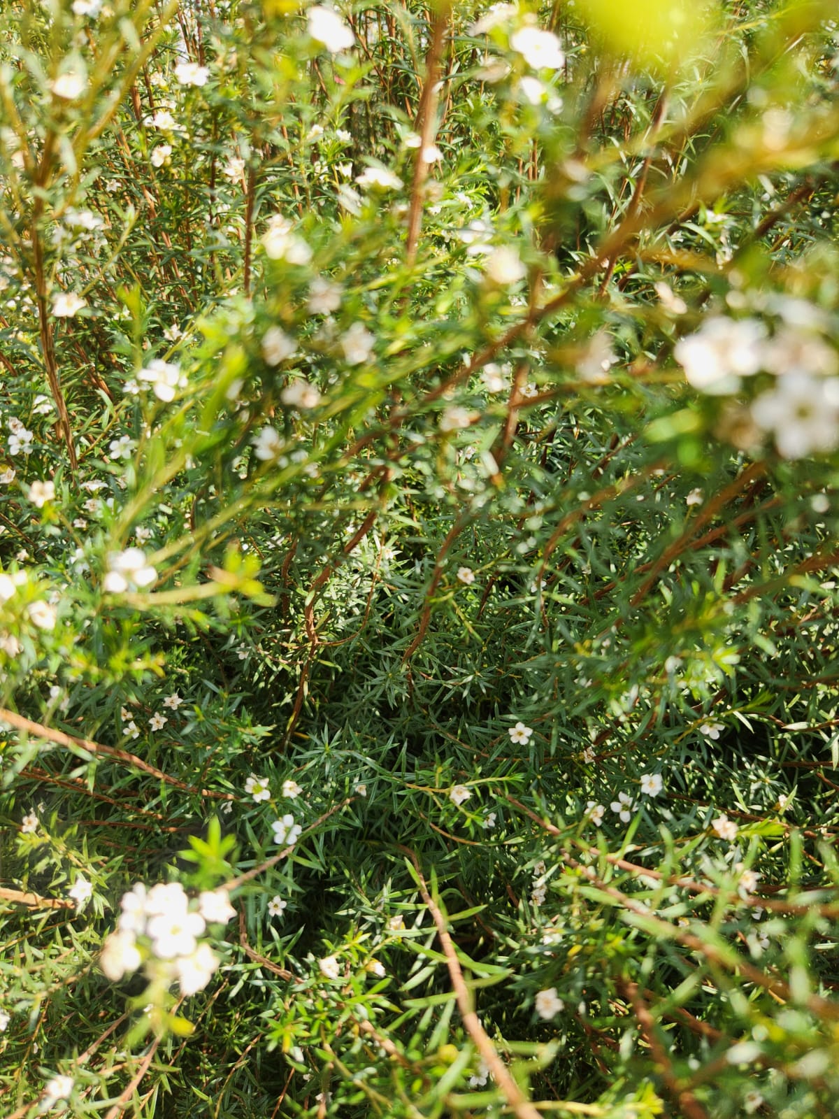 Thierry Mugler Alien