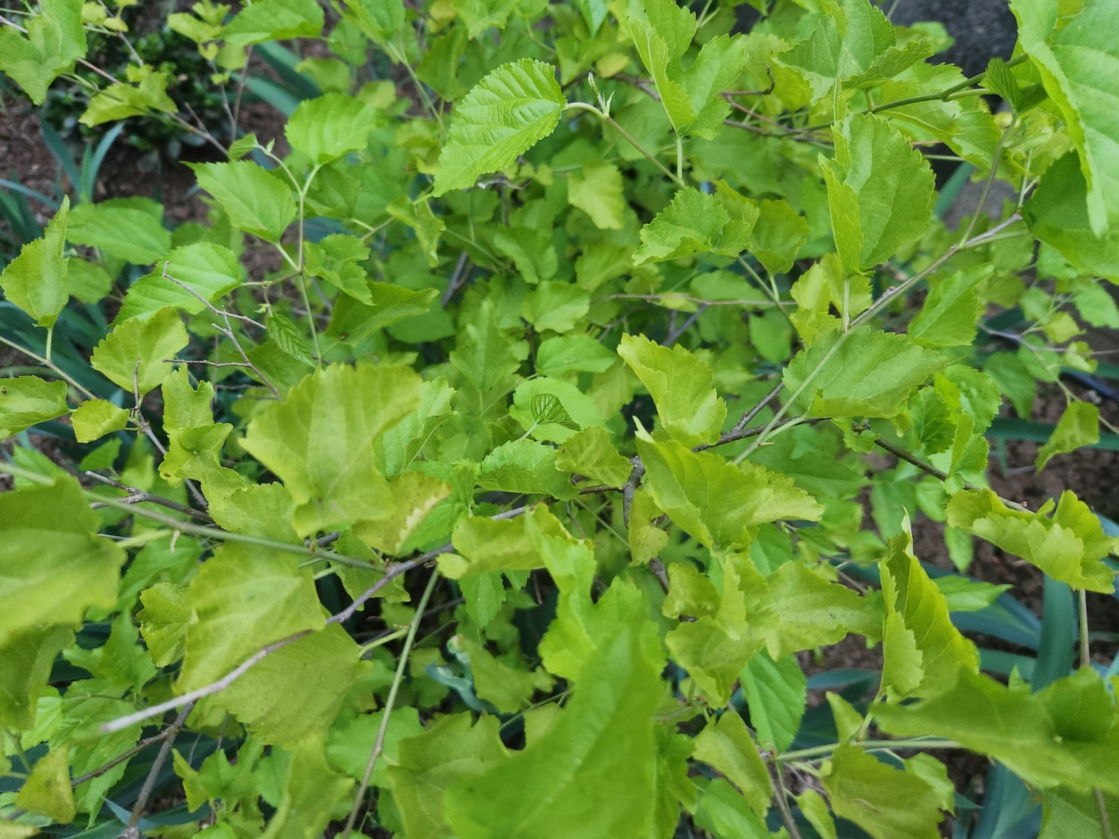 Jean Paul Gaultier Scandal