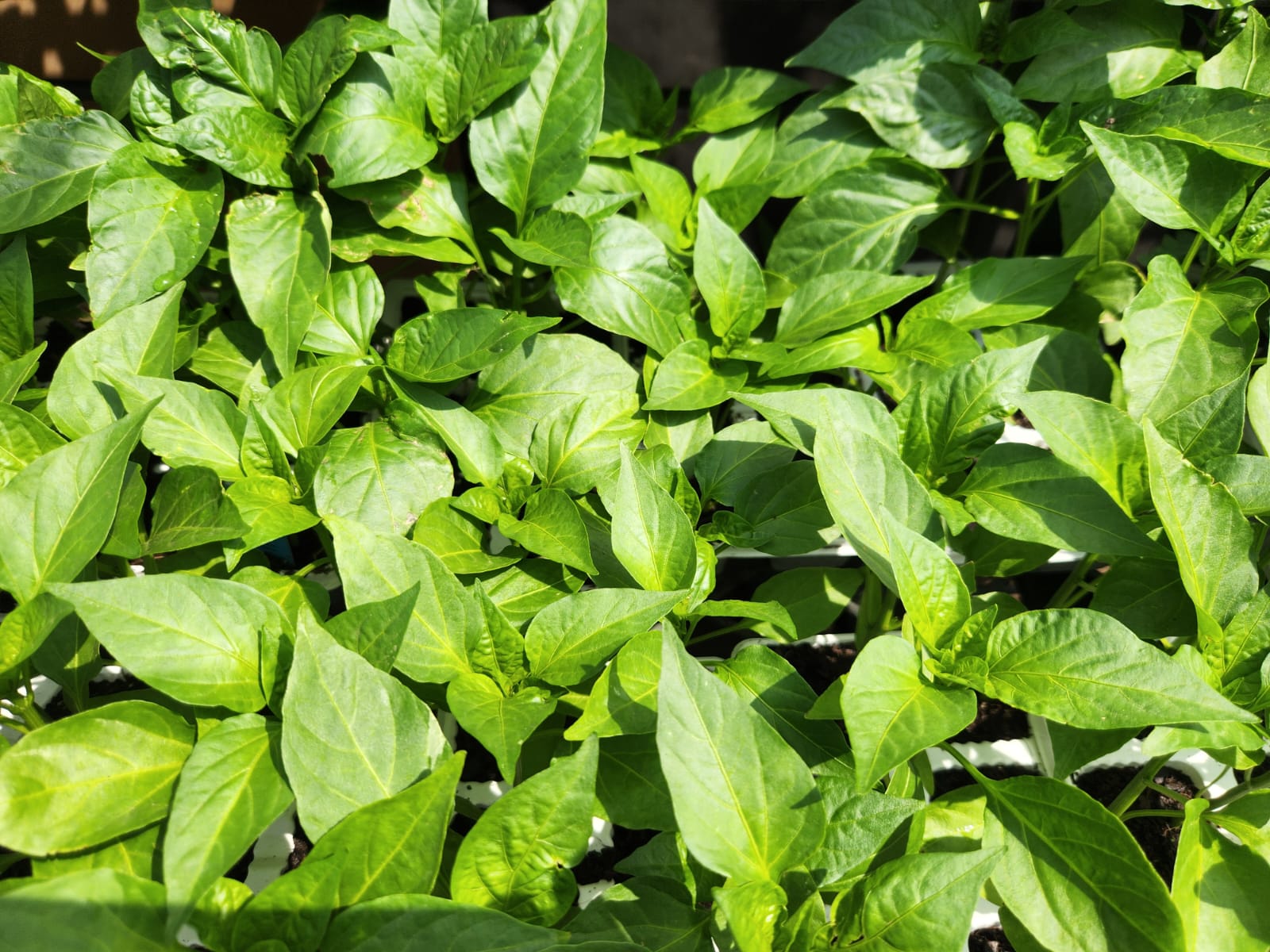 Diesel Only The Brave