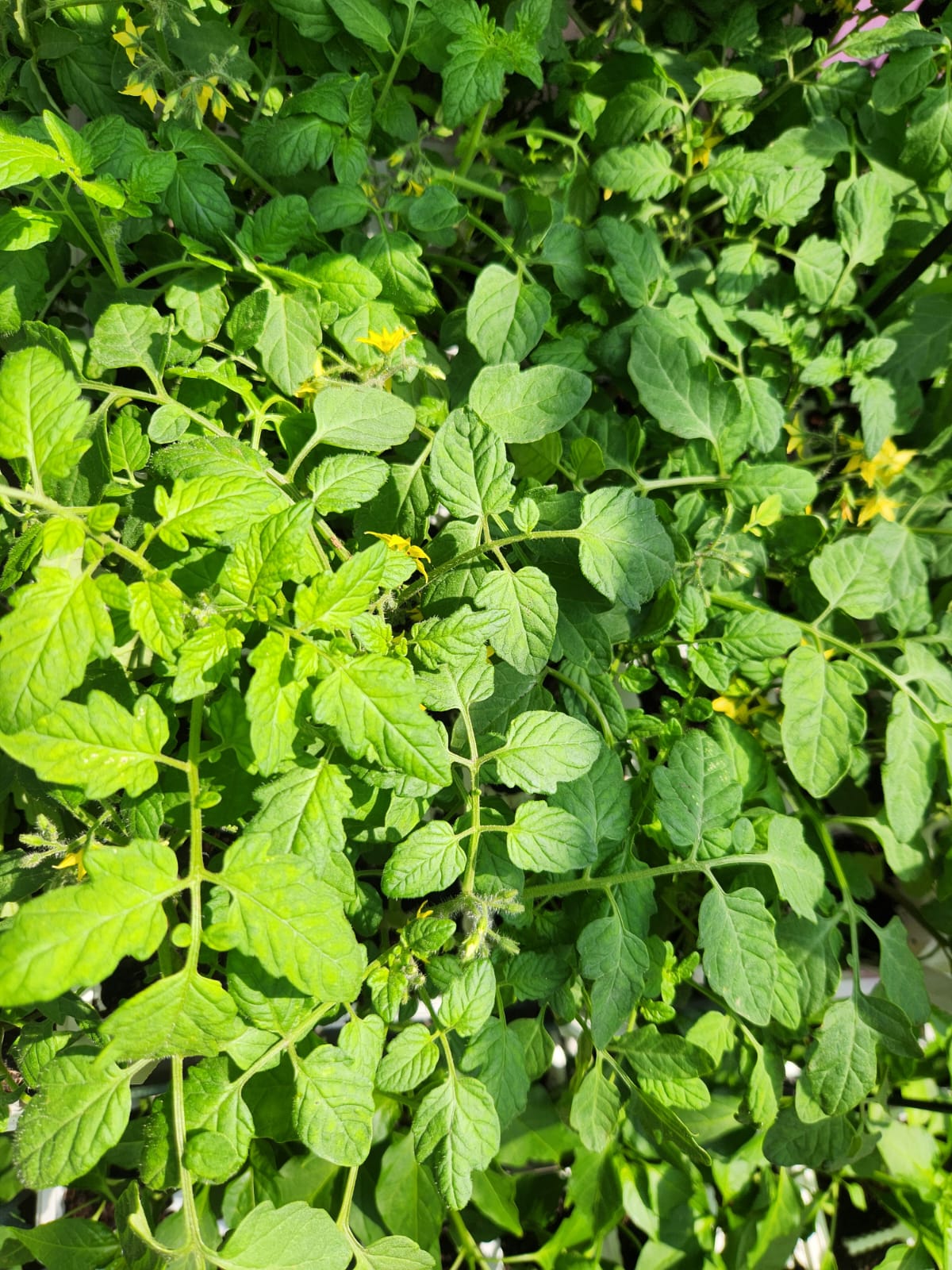 Jean Paul Gaultier Le Male