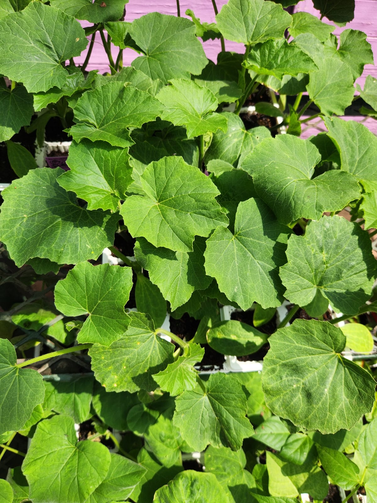 Tom Ford Tobacco Vanille