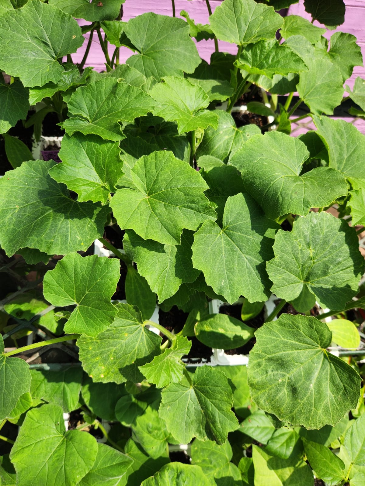 Thierry Mugler Angel Angelina