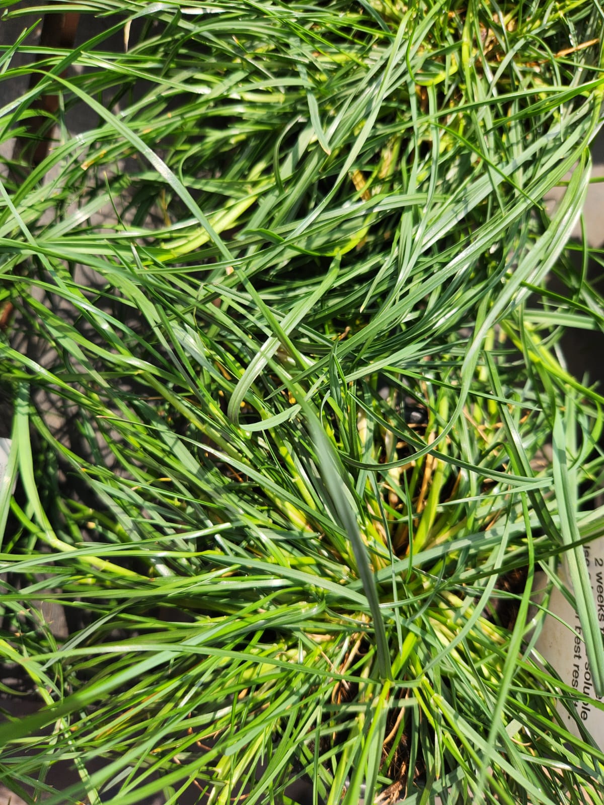 Paco Rabanne Olympea