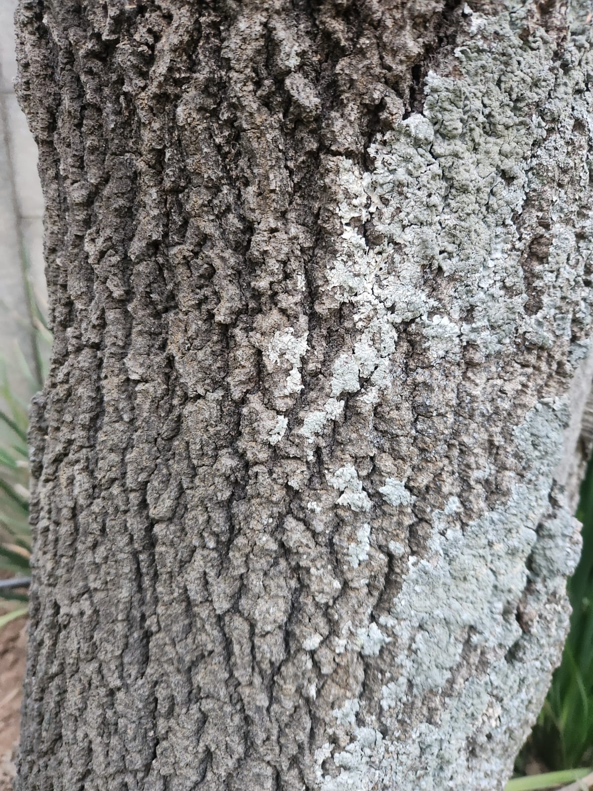 Paco Rabanne Phantom